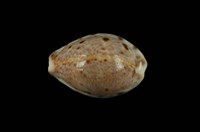 藏品(山貓寶螺)的圖片